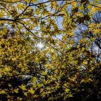 逆光に光る黄葉のもみじ（天城山）の写真