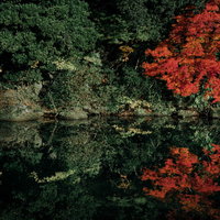 川端に映る紅葉の水鏡リフレクション～秋の自然風景の写真