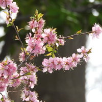 淡いピンク色に染まるニワウメの花が咲く春の庭の写真