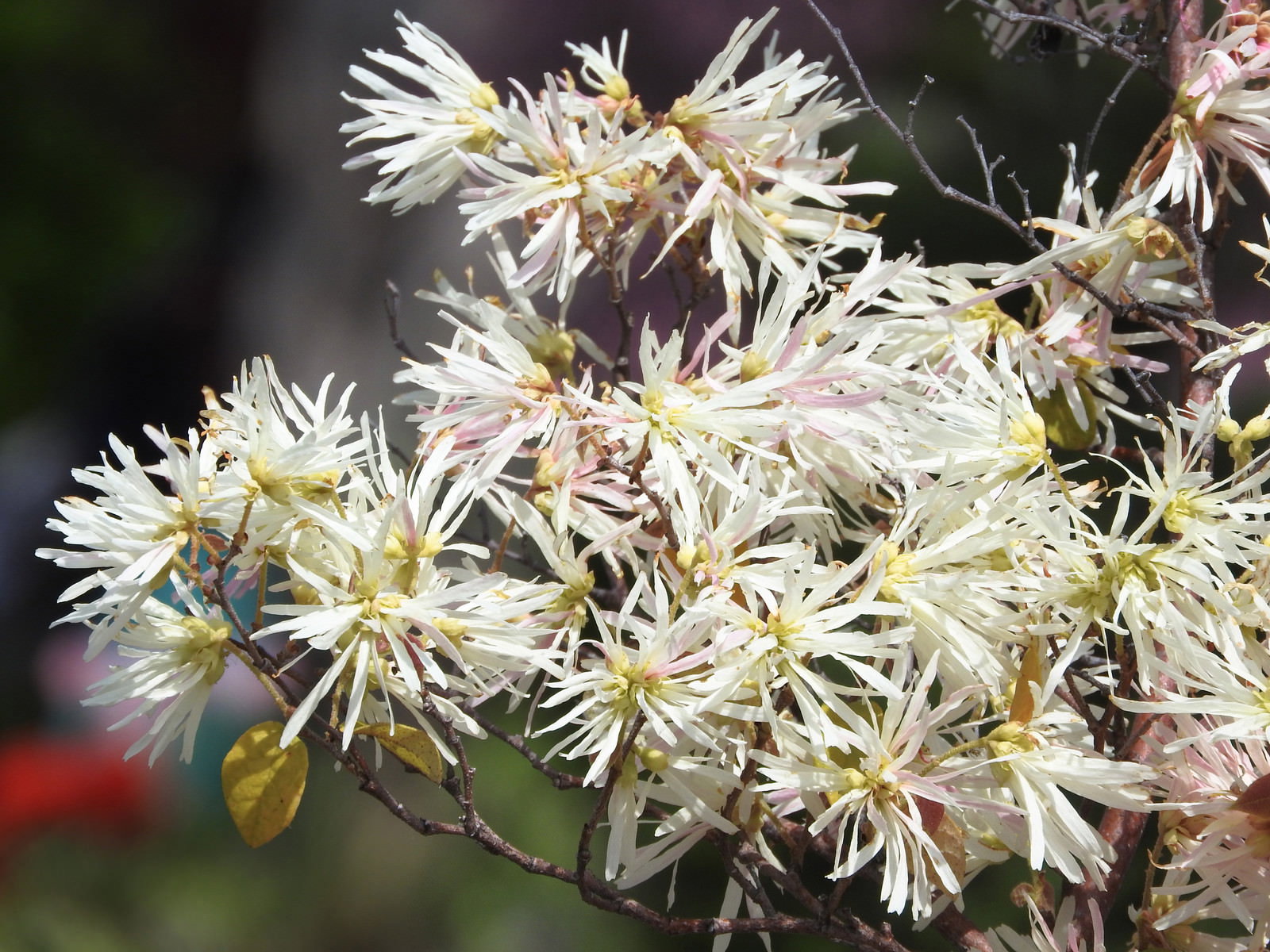 枝に密集して咲く白いリボン状の花弁を持つシロバナマンサクの花
