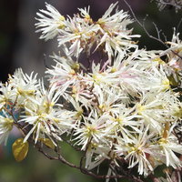 開花したシロバナマンサクの白いリボン状の花の写真