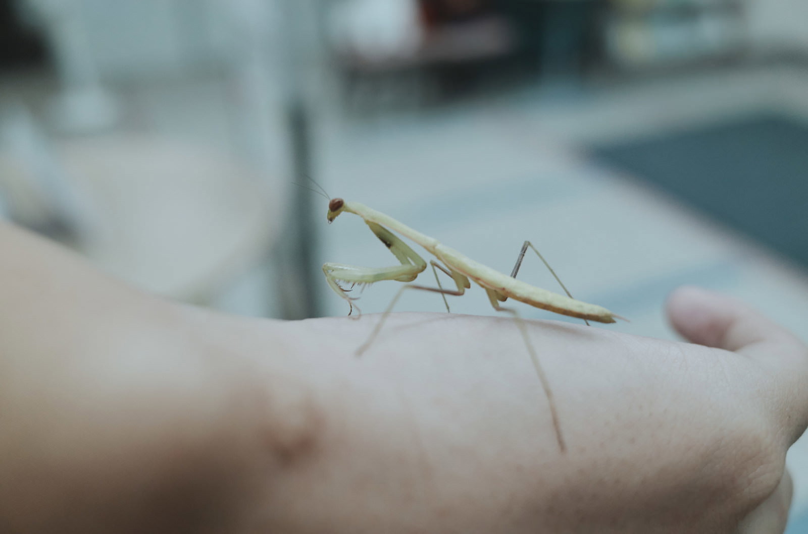 人間の手の上に乗る薄黄緑色のカマキリの接写写真