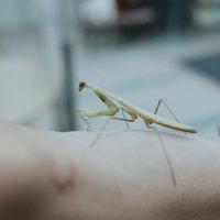 手の上に乗る緑色のカマキリ、長い触角と鋭い眼差しの写真