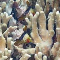 白いサンゴとマンジュウイシモチが泳ぐ海中の風景の写真