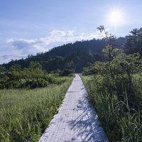 日本百名山・燧ヶ岳の尾瀬沼湖畔に延びる木道と湖の写真