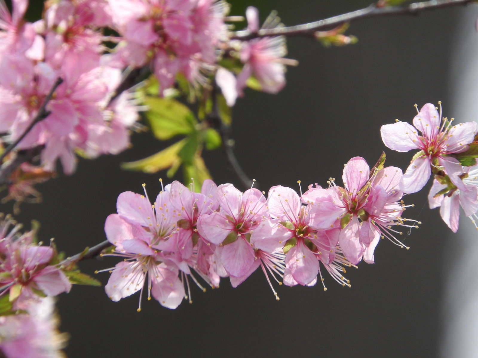 淡いピンク色のニワウメ（庭梅）の花が枝に密集して咲いている