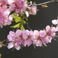 淡いピンク色の花が咲くニワウメ（庭梅）の春の庭木の写真