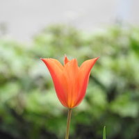 赤く開花したチューリップの一輪、緑背景にぼかし効果の写真