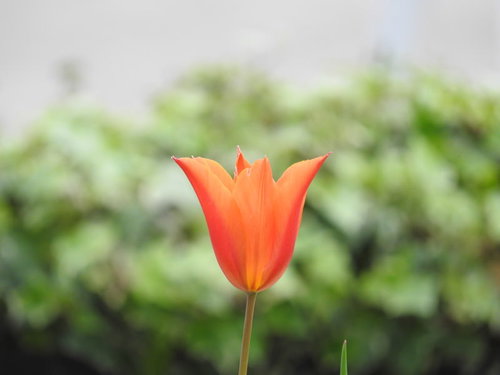 赤く開花したチューリップの一輪、緑背景にぼかし効果