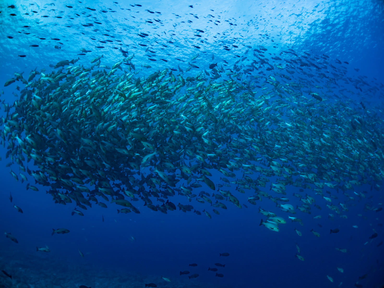 深い青色の海中で産卵のために集まったバラフエダイの大群