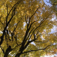 鮮やかな黄色に染まるブナ（天城山）の写真