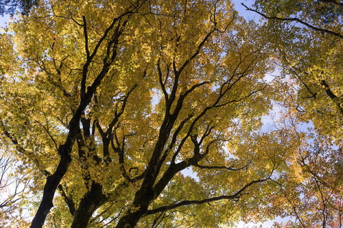 鮮やかな黄色に染まるブナ（天城山）