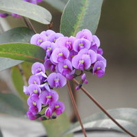 紫色の小花が房状に咲くハーデンベルギアの庭木の写真