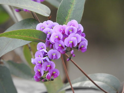 紫色の小花が房状に咲くハーデンベルギアの庭木