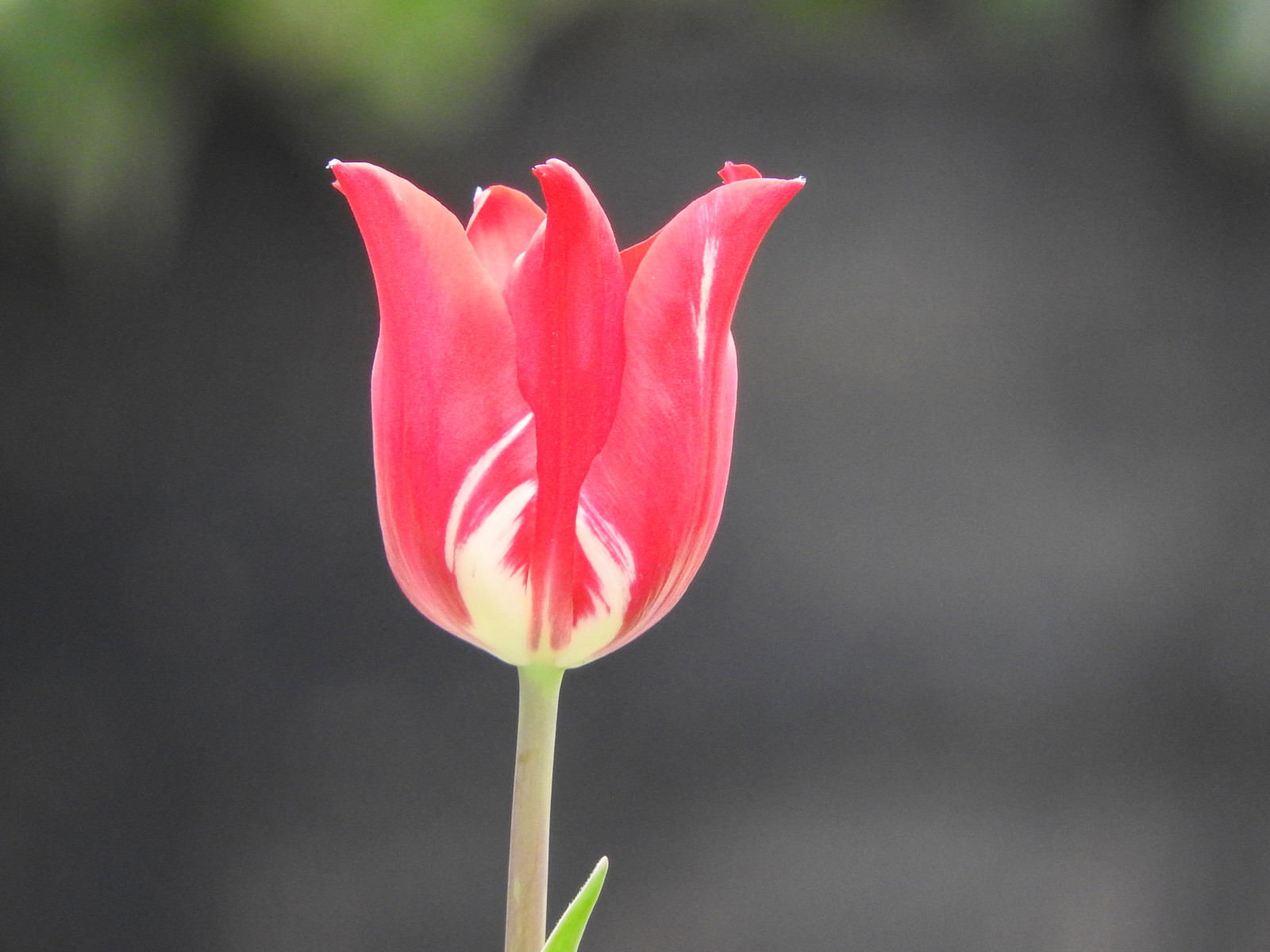 ぼけた緑の背景に咲くピンク色のチューリップの花