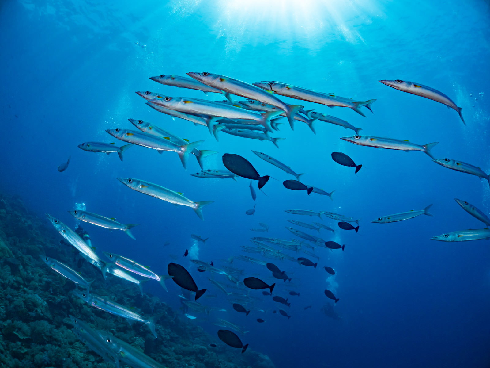 青い海中でオオメカマスの群れが方向転換している