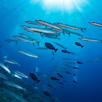 急に方向転換するオオメカマスの群れの写真