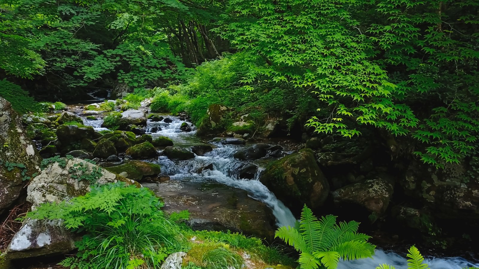 新緑に囲まれた白賀渓谷の清流が苔むした岩の間を流れる風景