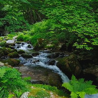 新緑の白賀渓谷を流れる清流と苔むした岩の風景の写真