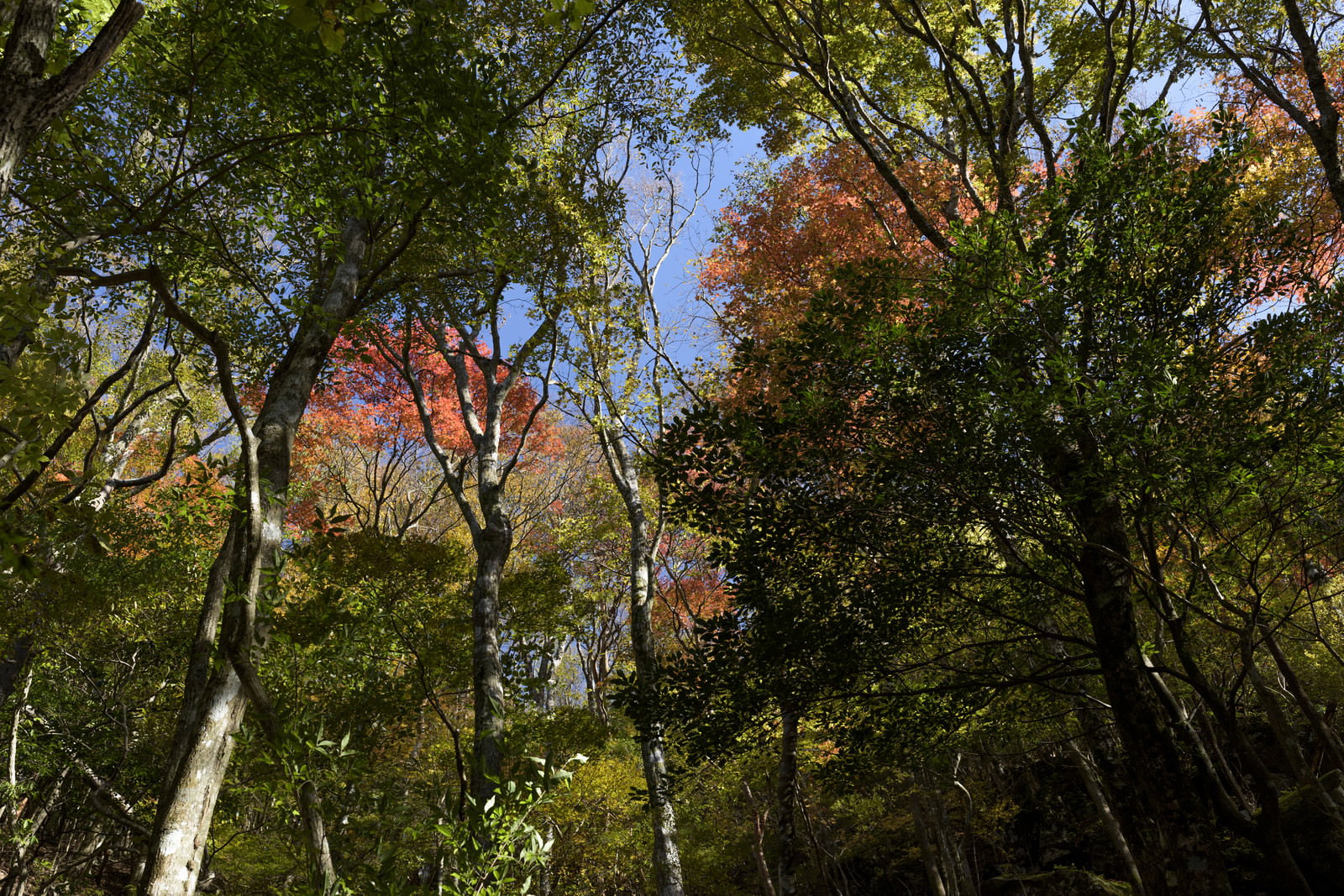 天城山で見上げた紅葉の木々