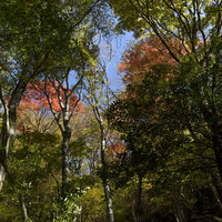 黄葉に染まる天城山の樹木の写真