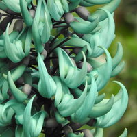 翡翠色に咲くヒスイカズラの房状の花と蔓性植物の特徴の写真