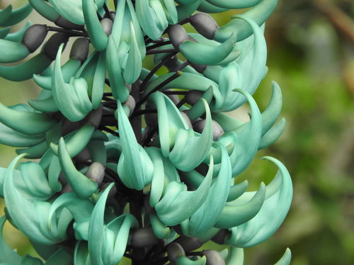 翡翠色に咲くヒスイカズラの房状の花と蔓性植物の特徴