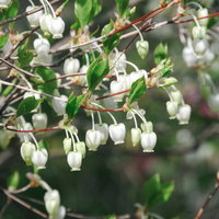 ドウダンツツジの開花と緑の葉が共存する枝の写真