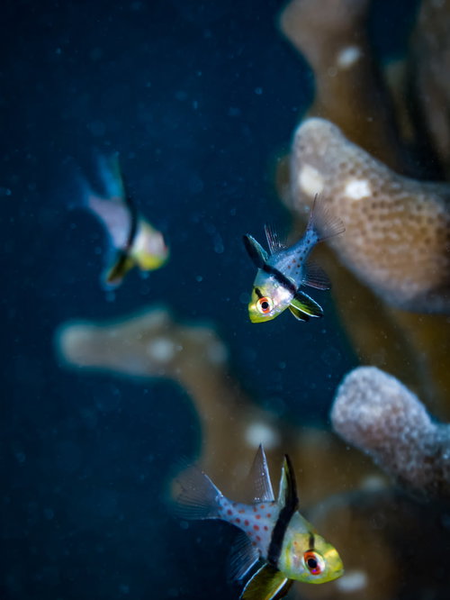 サンゴ周りを泳ぐ出来立て間もないマンジュウイシモチ