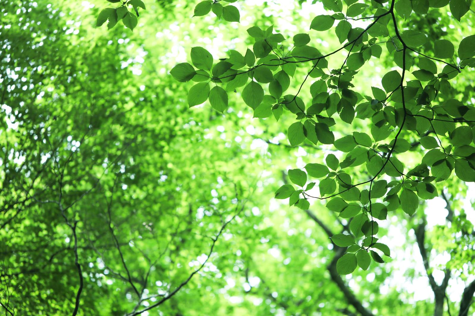 新緑の葉っぱの隙間から差し込む木漏れ日が森を照らす様子