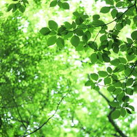 新緑の葉の隙間から差し込む木漏れ日と森の風景の写真