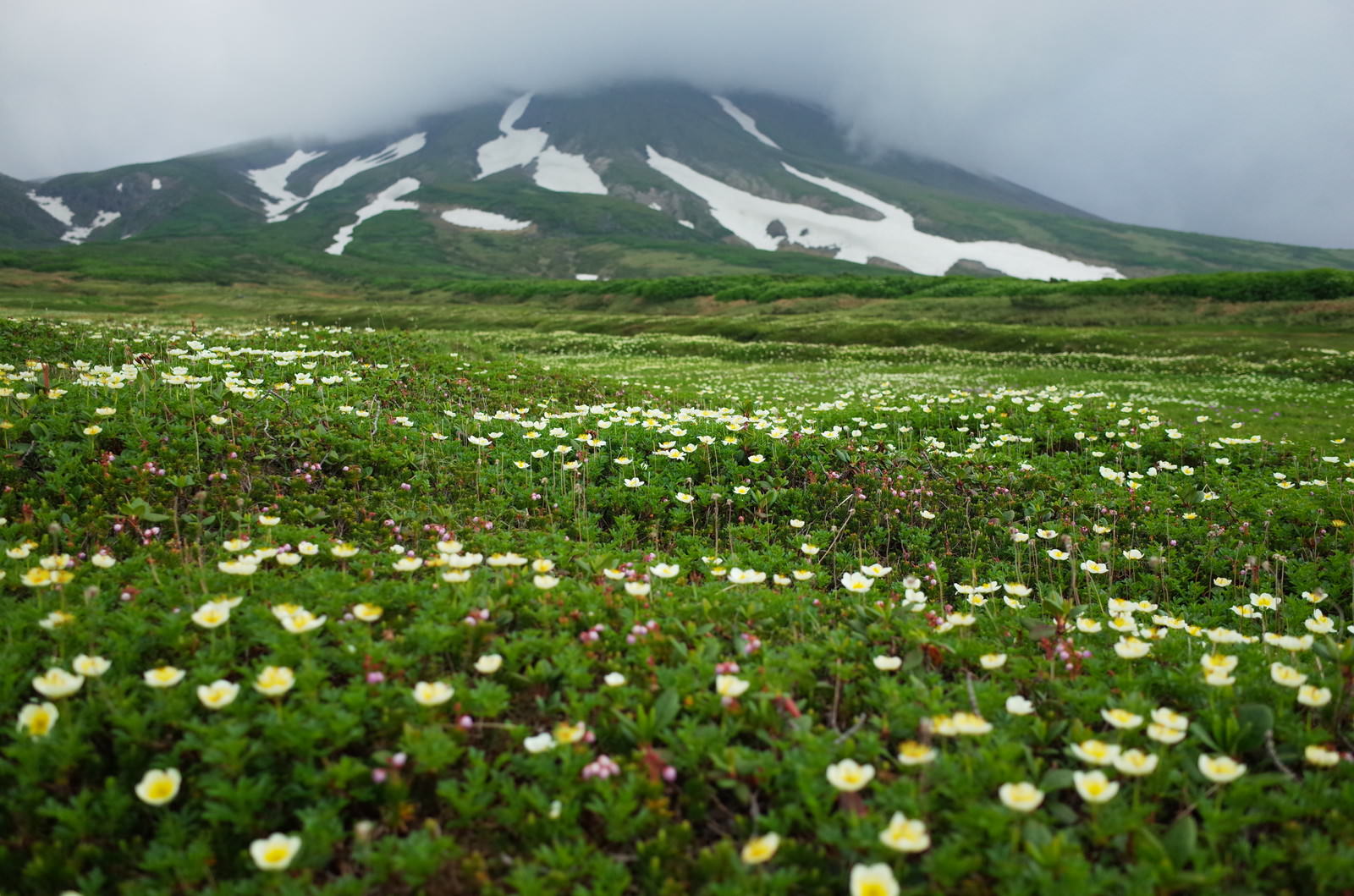 大雪山裾合平に一面に咲くチングルマの花畑と背景の残雪の山々