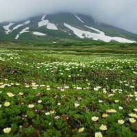 チングルマがどこまでも咲く大雪山裾合平の高山湿原の写真