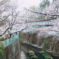 石神井川沿いに満開で咲き誇る桜並木と春の風景の写真