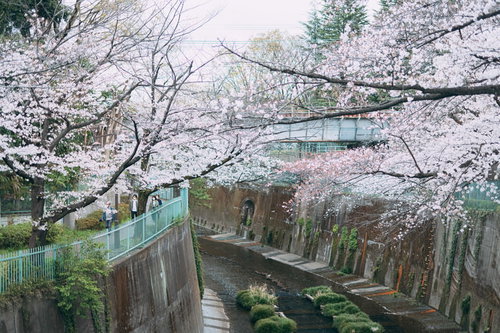 石神井川沿いに満開で咲き誇る桜並木と春の風景