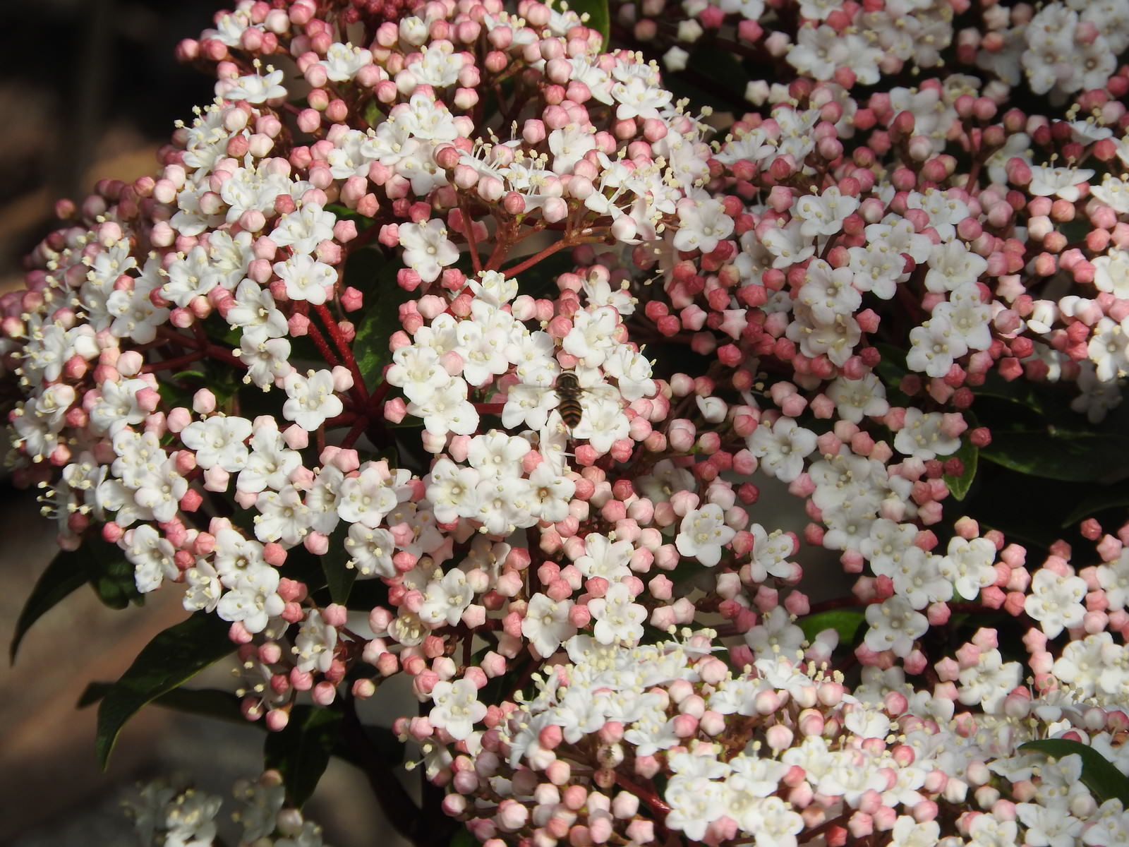 密集して咲くビバーナムティヌスの白い小花とピンクの蕾