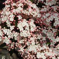 ビバーナムティヌスの白い小花と淡いピンクの蕾の写真
