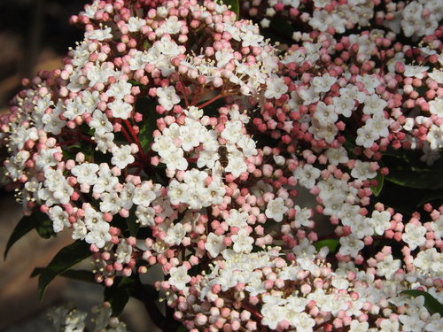 ビバーナムティヌスの白い小花と淡いピンクの蕾