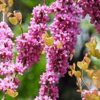 春に枝に密集して咲くハナズオウの花と開花の様子の写真