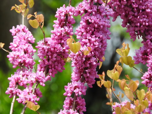 春に枝に密集して咲くハナズオウの花と開花の様子