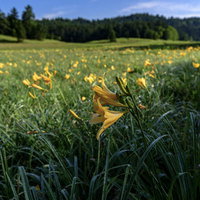 朝露に濡れる尾瀬湿原のニッコウキスゲと燧ヶ岳の写真