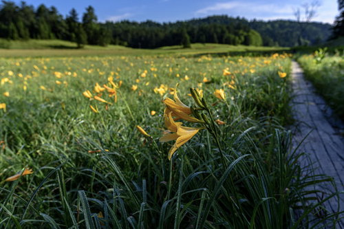 朝露に濡れる尾瀬湿原のニッコウキスゲと燧ヶ岳