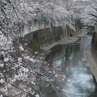 くもり空の下、石神井川沿いに満開の桜並木の写真