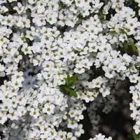 春に白い小花が枝全体に咲くユキヤナギ（雪柳）の写真
