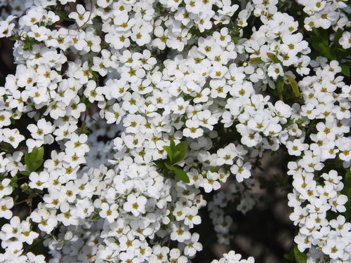 春に白い小花が枝全体に咲くユキヤナギ（雪柳）