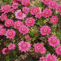 花壇に満開に咲くピンクの菊の開花風景の写真