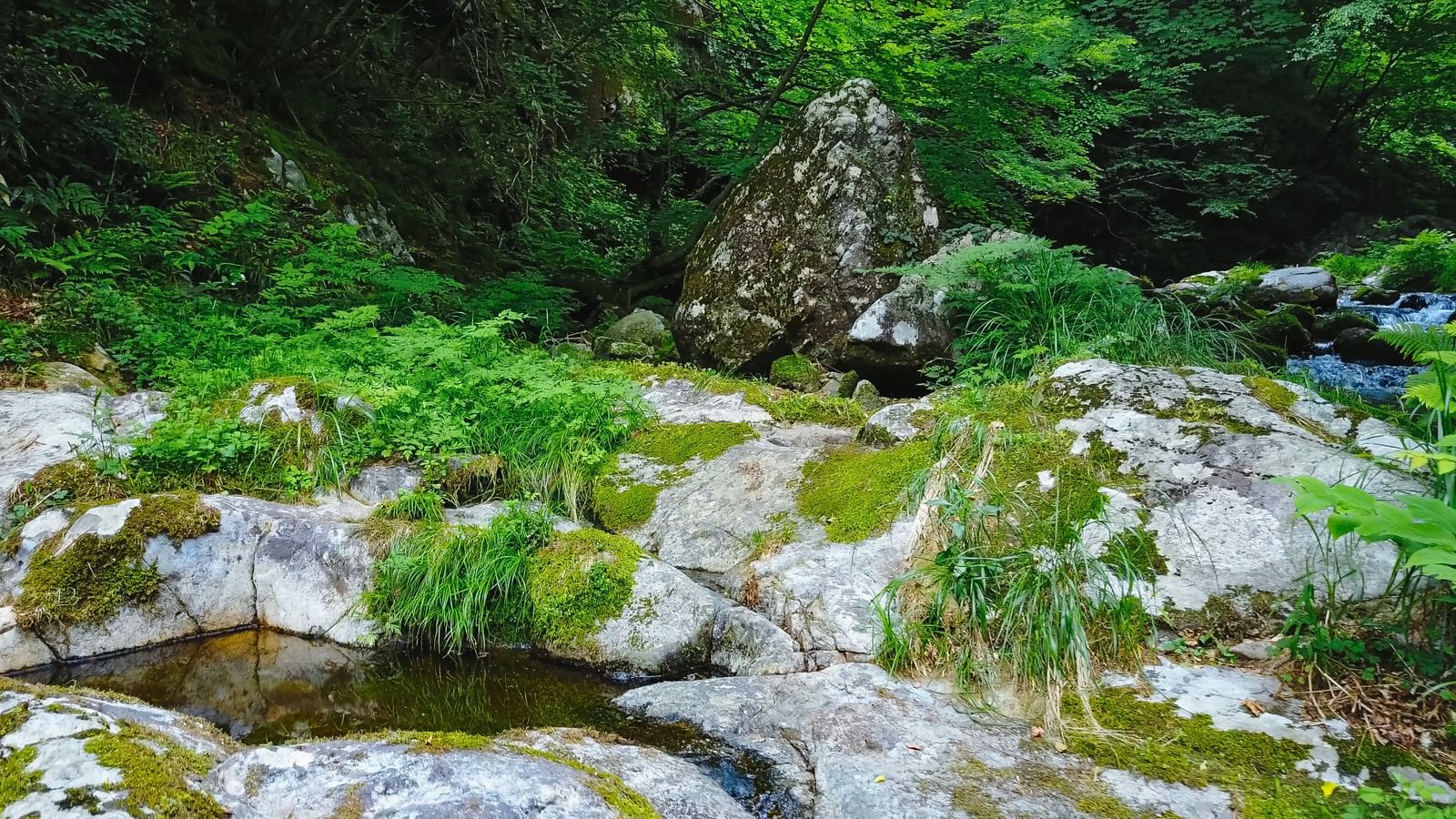 白賀渓谷の苔に覆われた岩場を流れる清流の自然風景