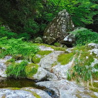 白賀渓谷の上流で苔むした岩場と清流の写真