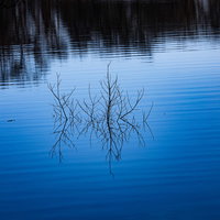 青い湖面から出ている枝とさざ波が広がる水辺の風景の写真