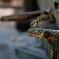 後脚に花粉団子をつけた蜜蜂が巣板を歩くの写真